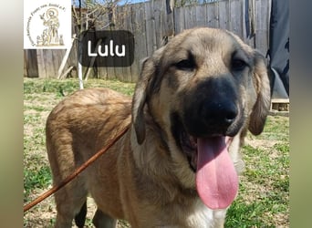 Lulu – kleiner Entdecker auf der Suche nach seinem Team!