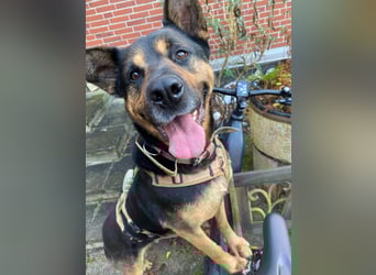 Mellow - agil & lernwillig