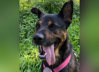 Mellow - agil & lernwillig