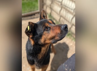 Smarte Powerhündin Mellow sucht klare Strukturen & Liebe