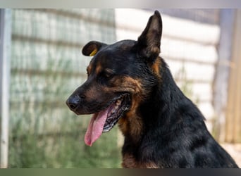 Smarte Powerhündin Mellow sucht klare Strukturen & Liebe