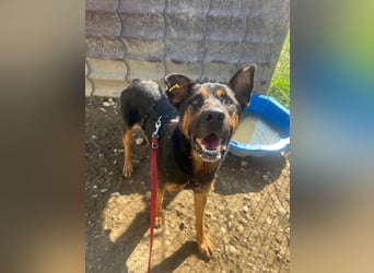 Smarte Powerhündin Mellow sucht klare Strukturen & Liebe