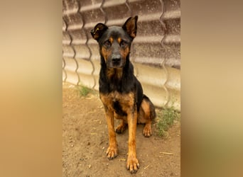 Smarte Powerhündin Mellow sucht klare Strukturen & Liebe