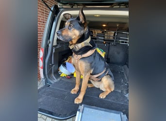 Mellow - agil & lernwillig