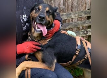 Smarte Powerhündin Mellow sucht klare Strukturen & Liebe