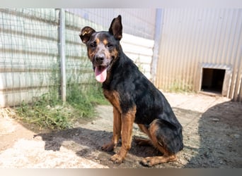 Mellow - agil & lernwillig