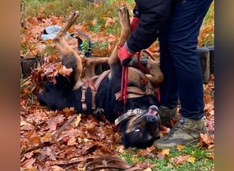 Smarte Powerhündin Mellow sucht klare Strukturen & Liebe