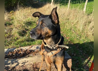 Mellow - agil & lernwillig