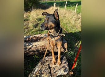 Mellow - agil & lernwillig