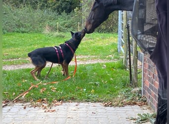 Smarte Powerhündin Mellow sucht klare Strukturen & Liebe