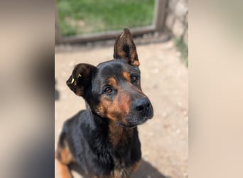 Smarte Powerhündin Mellow sucht klare Strukturen & Liebe