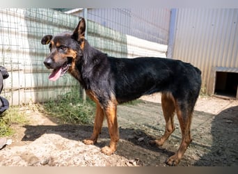 Smarte Powerhündin Mellow sucht klare Strukturen & Liebe
