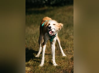 Fröhlicher Asik sucht seine Menschen