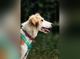 Fröhlicher Asik sucht seine Menschen