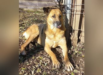 Ionica - sanft und freundlich, mit schwerer Vergangenheit!