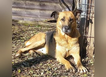 Ionica - sanft und freundlich, mit schwerer Vergangenheit!