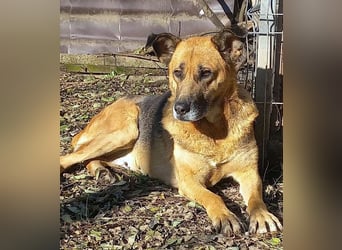 Ionica - sanft und freundlich, mit schwerer Vergangenheit!