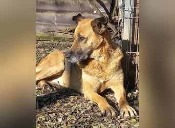 Ionica - sanft und freundlich, mit schwerer Vergangenheit!