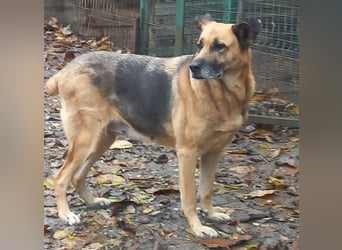 Ionica - sanft und freundlich, mit schwerer Vergangenheit!