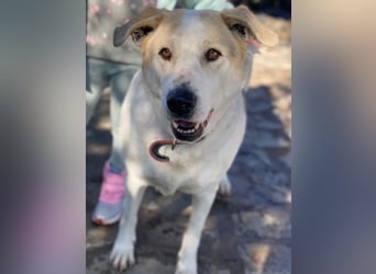 Rango, geb. ca. 01/2020, lebt in GRIECHENLAND, auf einer privaten Pflegestelle