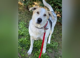 Rango, geb. ca. 01/2020, lebt in GRIECHENLAND, auf einer privaten Pflegestelle