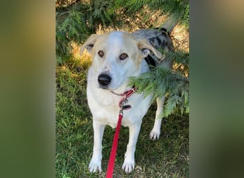 Rango, geb. ca. 01/2020, lebt in GRIECHENLAND, auf einer privaten Pflegestelle