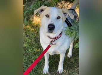 Rango, geb. ca. 01/2020, lebt in GRIECHENLAND, auf einer privaten Pflegestelle