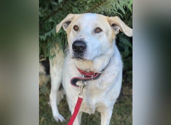 Rango, geb. ca. 01/2020, lebt in GRIECHENLAND, auf einer privaten Pflegestelle