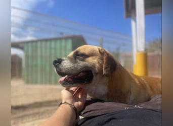 Jungle- wer gibt ihm eine Chance