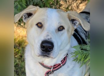 Rango, geb. ca. 01/2020, lebt in GRIECHENLAND, auf einer privaten Pflegestelle