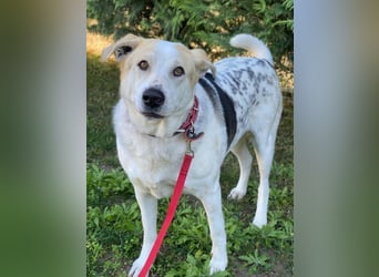 Rango, geb. ca. 01/2020, lebt in GRIECHENLAND, auf einer privaten Pflegestelle