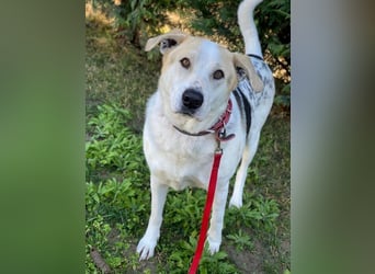 Rango, geb. ca. 01/2020, lebt in GRIECHENLAND, auf einer privaten Pflegestelle