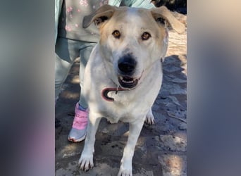 Rango, geb. ca. 01/2020, lebt in GRIECHENLAND, auf einer privaten Pflegestelle