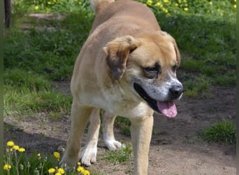 Jungle- wer gibt ihm eine Chance