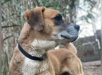 Jungle- wer gibt ihm eine Chance