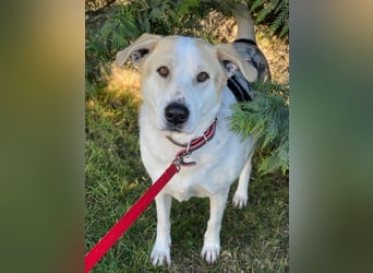 Rango, geb. ca. 01/2020, lebt in GRIECHENLAND, auf einer privaten Pflegestelle