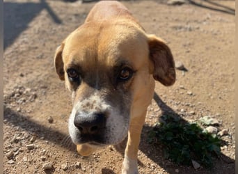 Jungle- wer gibt ihm eine Chance