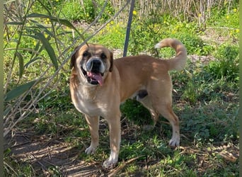 Jungle- wer gibt ihm eine Chance