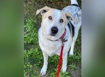 Rango, geb. ca. 01/2020, lebt in GRIECHENLAND, auf einer privaten Pflegestelle