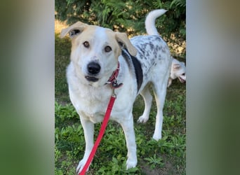 Rango, geb. ca. 01/2020, lebt in GRIECHENLAND, auf einer privaten Pflegestelle