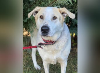 Rango, geb. ca. 01/2020, lebt in GRIECHENLAND, auf einer privaten Pflegestelle