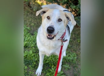 Rango, geb. ca. 01/2020, lebt in GRIECHENLAND, auf einer privaten Pflegestelle