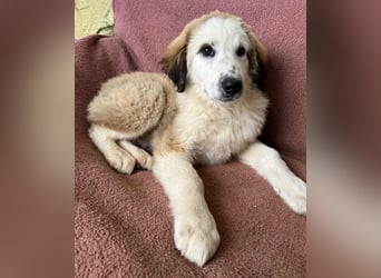 Bakis, geb. ca. 12/2024, lebt in GRIECHENLAND, auf einer privaten Pflegestelle