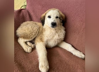 Bakis, geb. ca. 12/2024, lebt in GRIECHENLAND, auf einer privaten Pflegestelle