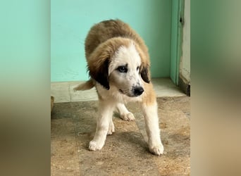 Bakis, geb. ca. 12/2024, lebt in GRIECHENLAND, auf einer privaten Pflegestelle