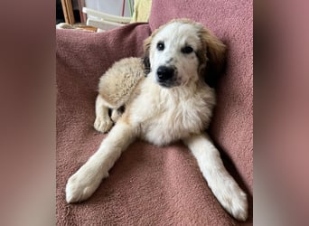 Bakis, geb. ca. 12/2024, lebt in GRIECHENLAND, auf einer privaten Pflegestelle