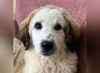 Bakis, geb. ca. 12/2024, lebt in GRIECHENLAND, auf einer privaten Pflegestelle