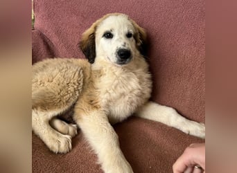 Bakis, geb. ca. 12/2024, lebt in GRIECHENLAND, auf einer privaten Pflegestelle