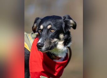 Ron, Rüde, kastriert, *ca. 29.05.25, Sh ca. 60cm, ca. 19kg, sozial, lernwillig, verspielt.