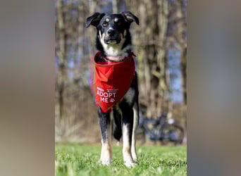 Ron, Rüde, kastriert, *ca. 29.05.25, Sh ca. 60cm, ca. 19kg, sozial, lernwillig, verspielt.